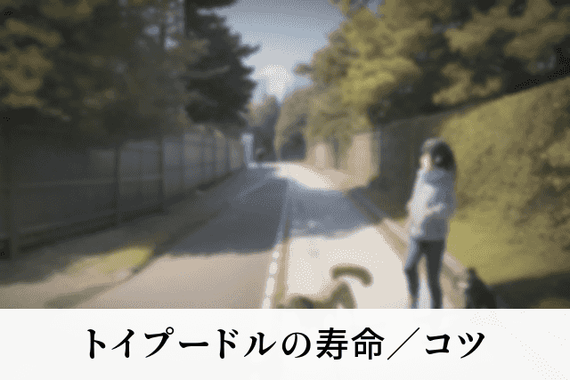 トイプードルの寿命／コツ