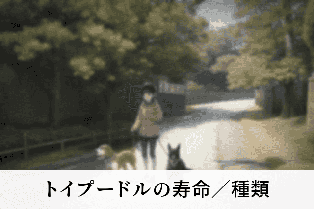 トイプードルの寿命／種類