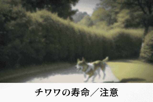 チワワの寿命／注意