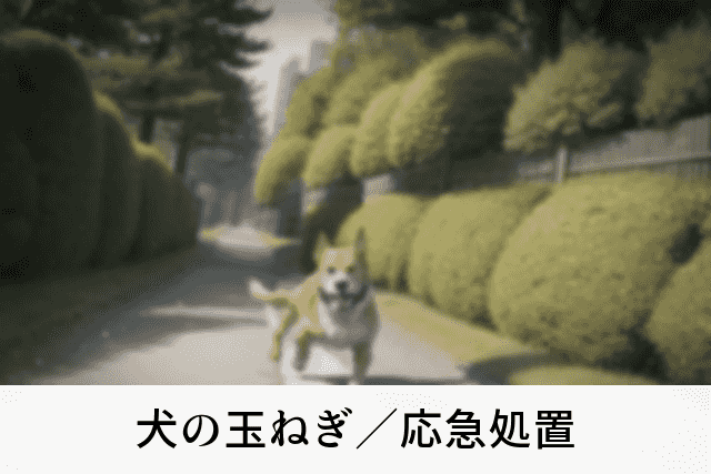 犬の玉ねぎ／応急処置