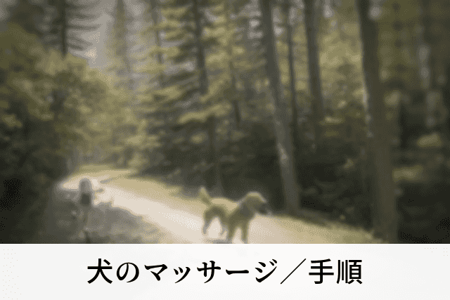 犬のマッサージ／手順