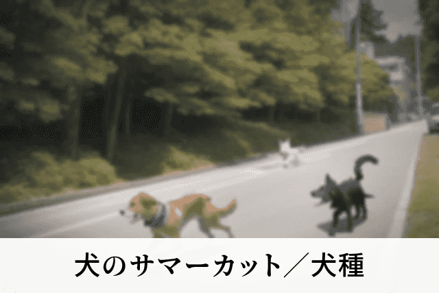 犬のサマーカット／犬種