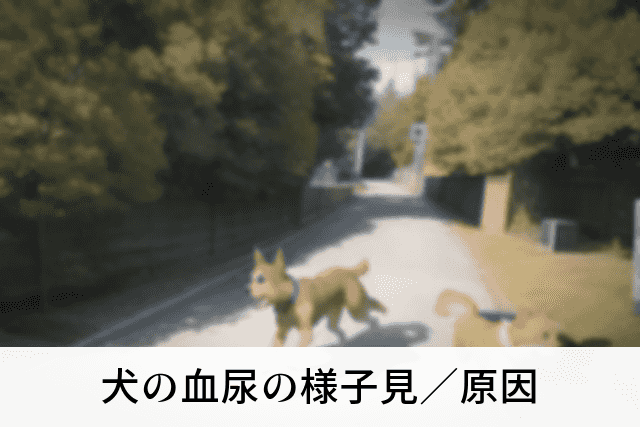 犬の血尿の様子見／原因