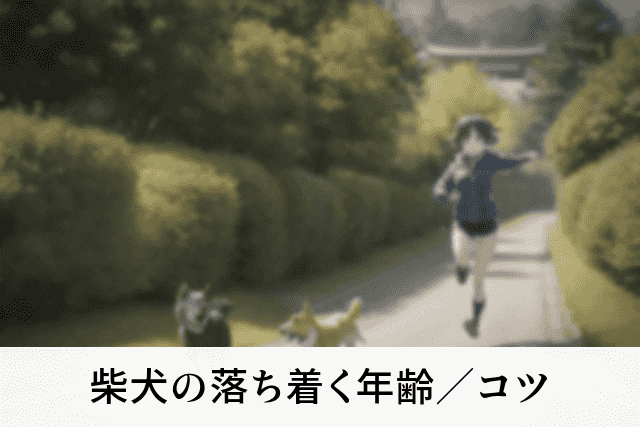 柴犬の落ち着く年齢／コツ
