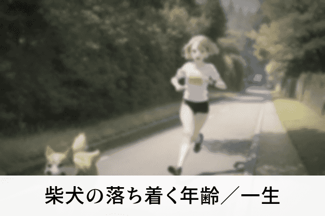 柴犬の落ち着く年齢／一生