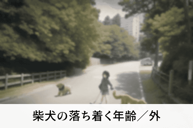 柴犬の落ち着く年齢／外