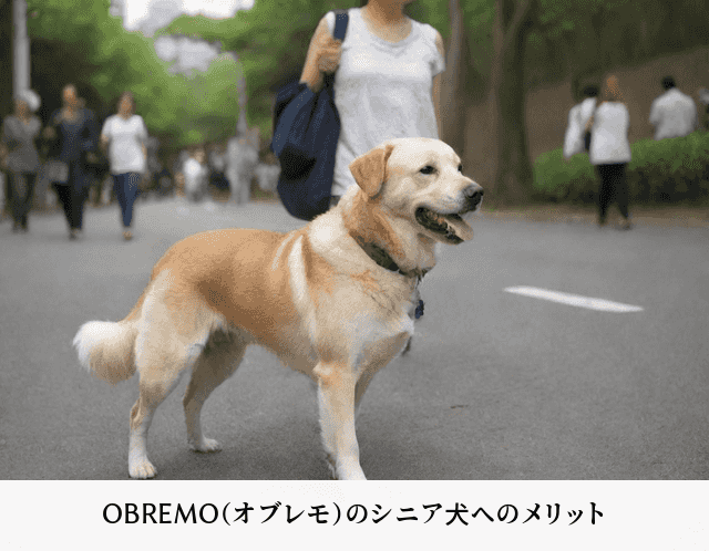 OBREMO（オブレモ）のシニア犬へのメリット