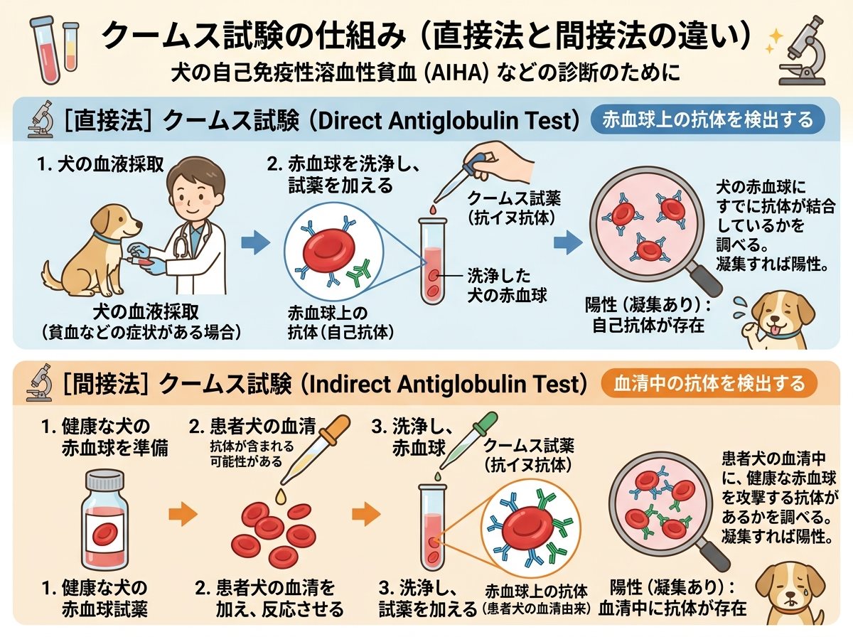 クームス試験における直接法と間接法の違い