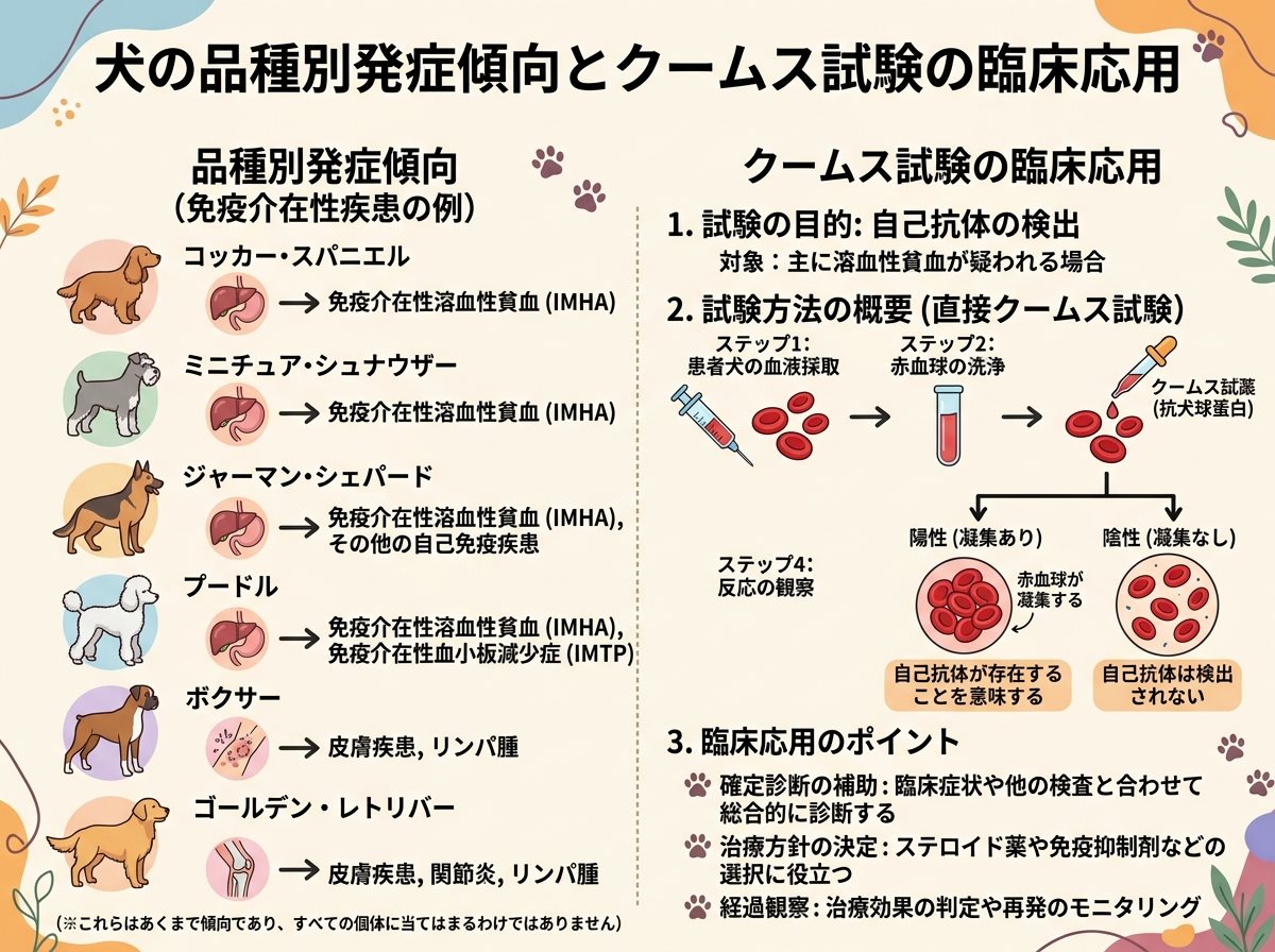 犬の品種別発症傾向とクームス試験の臨床応用